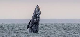 Gray Whale jumping from the ocean