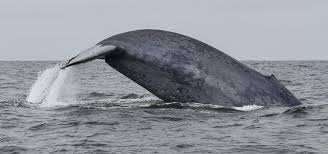 Blue Whale off the Coast of Oregon