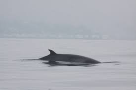Minke Whale off the coast of Oregon